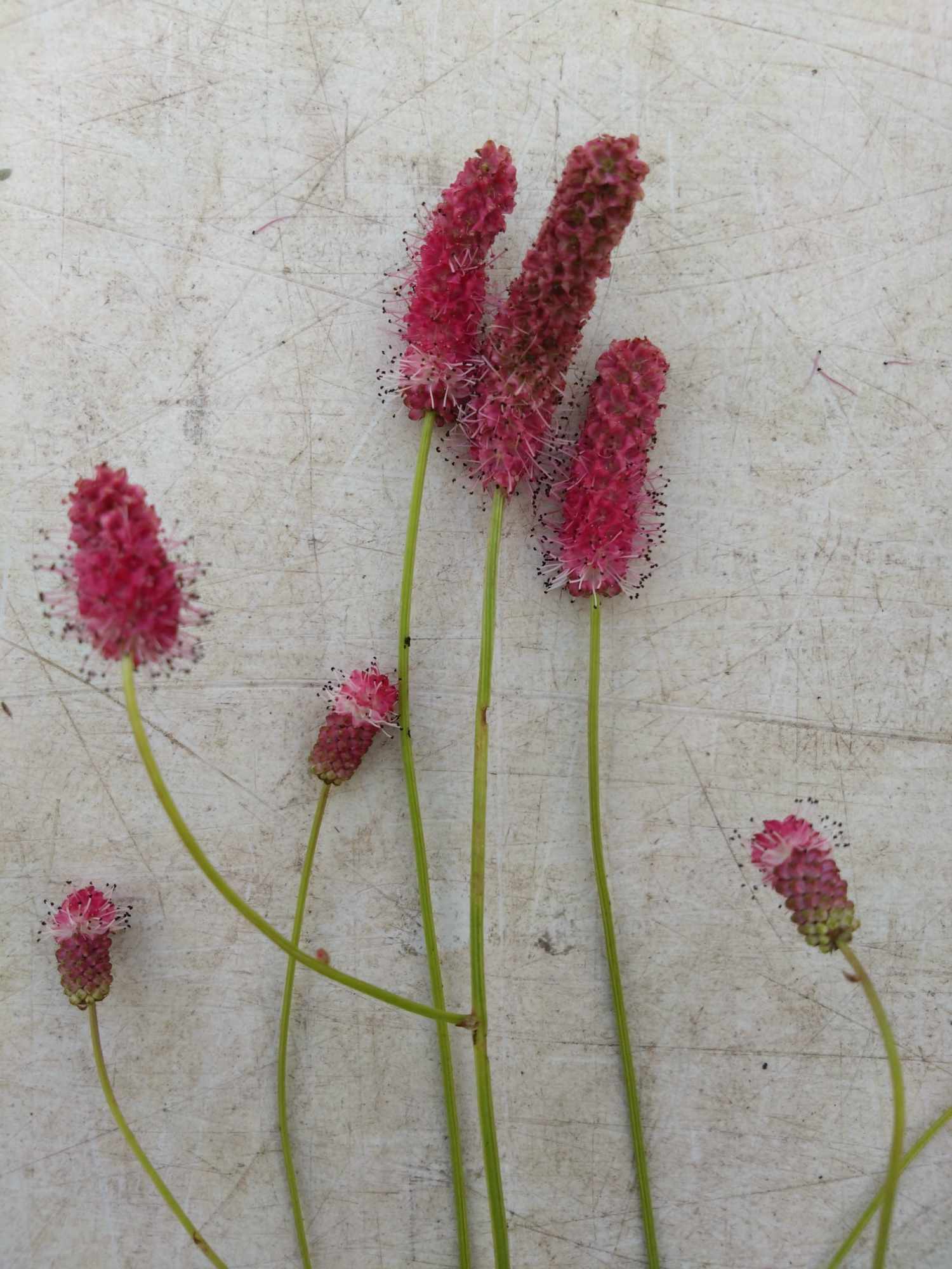 Sanguisorba tenuifolia purpurea
