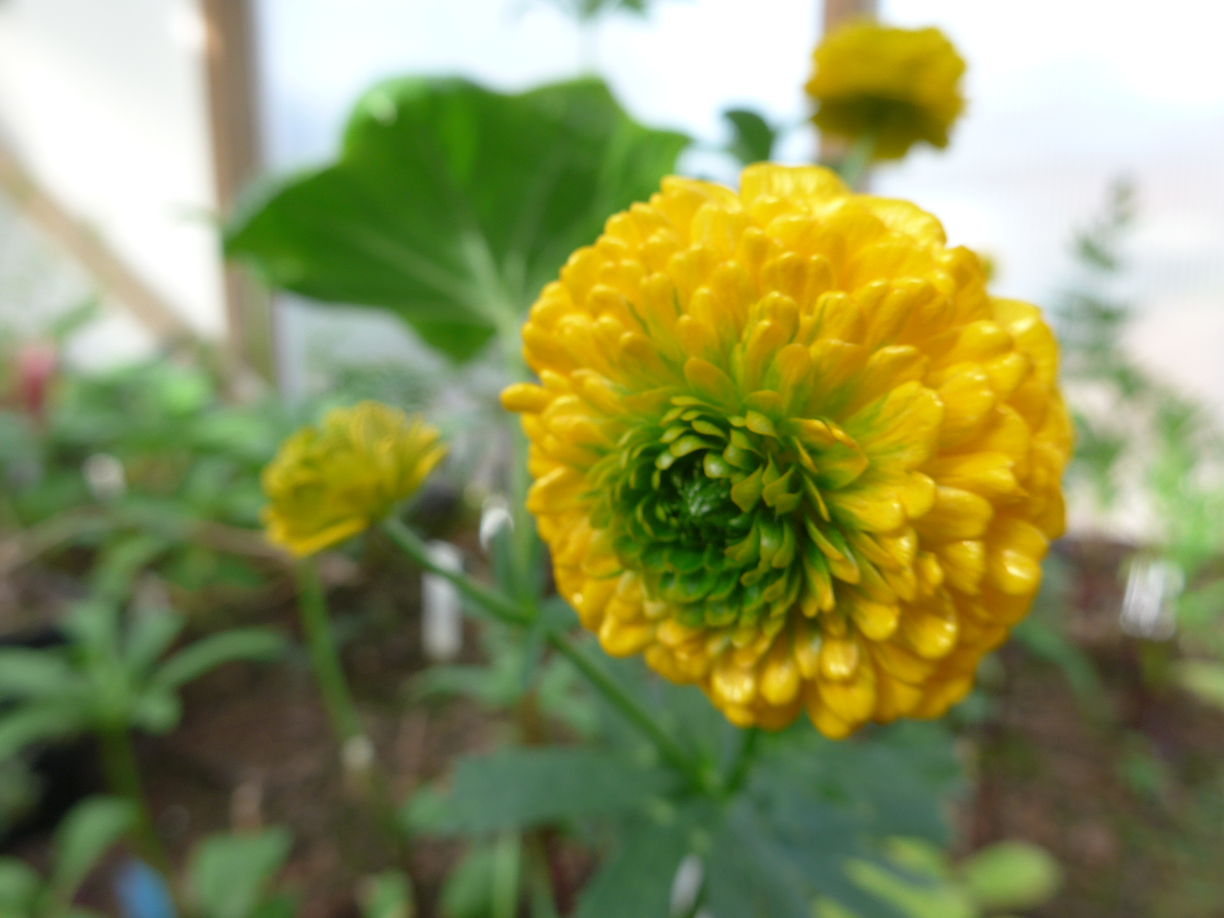 Ranunculus constantinopolitanus Plenus
