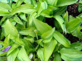 Hosta venusta hybr. "Green With Envy"
