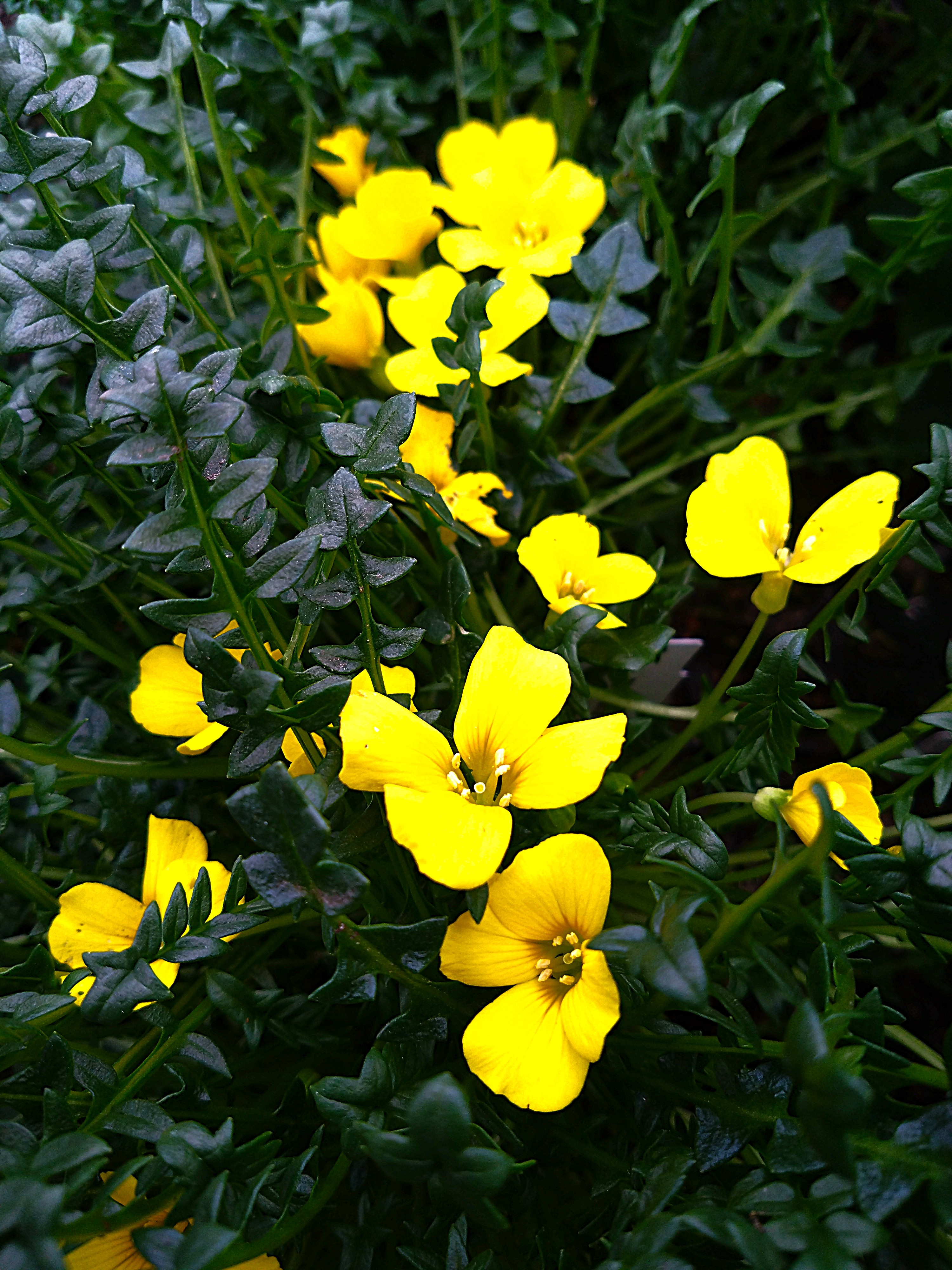 Morisia monantha
