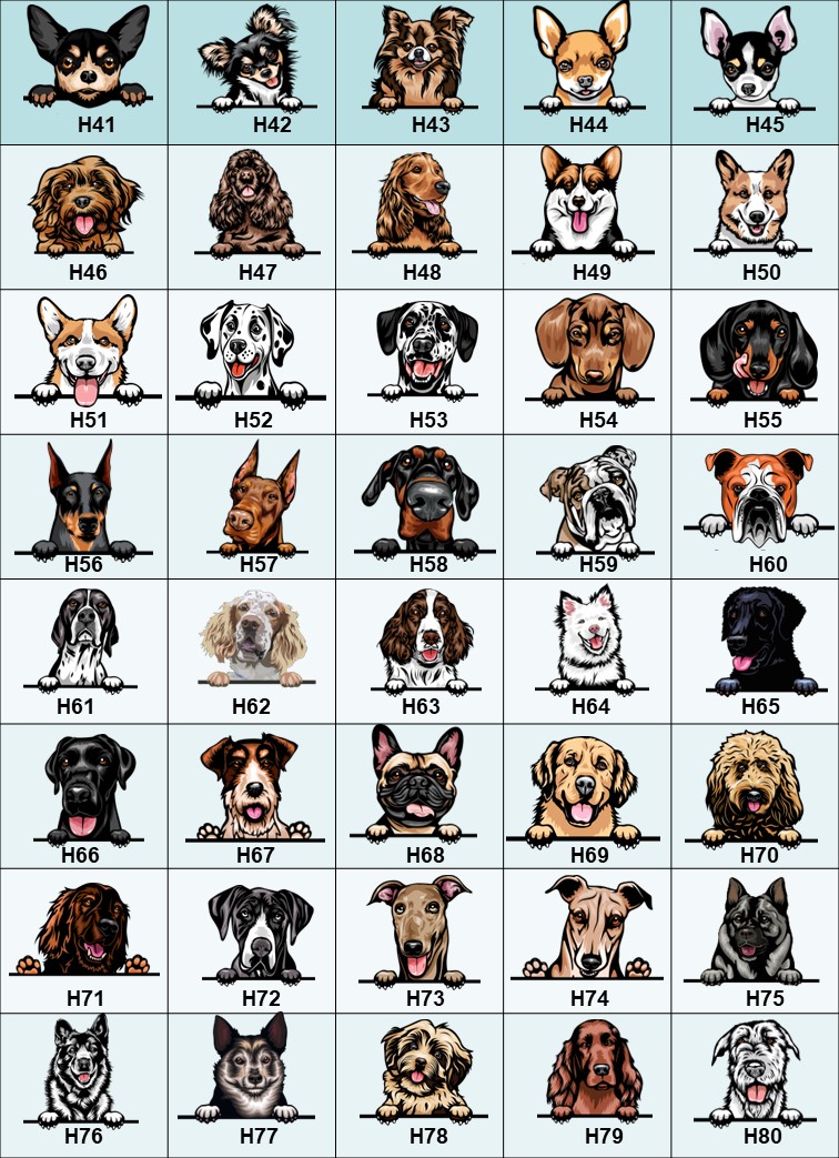 Hundskål Boder collie - 7