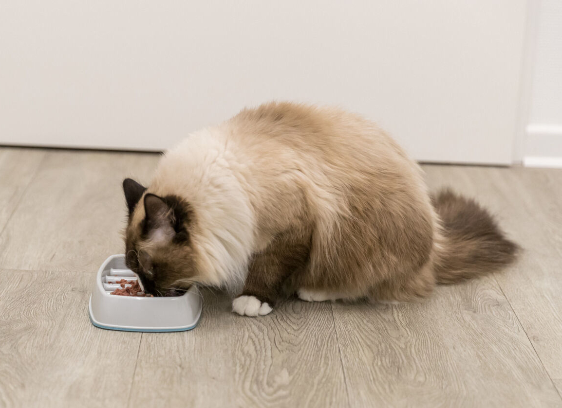 Slow feed kattmatskål vit rektangulär Supercat.se