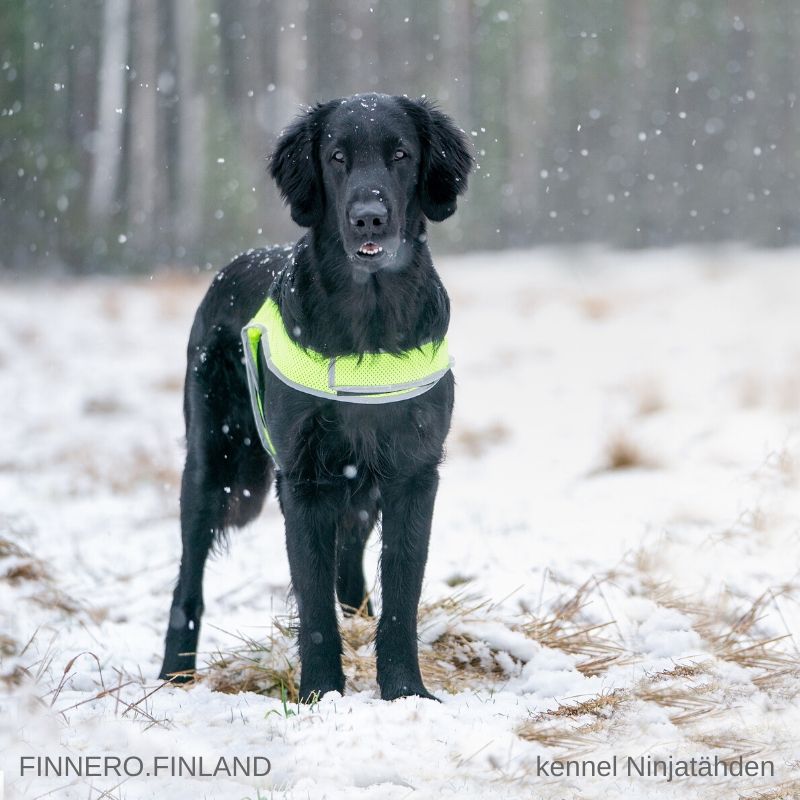 Atte Attention Vest - Reflexväst för hund (Rosa, Orange eller Gul) - 5