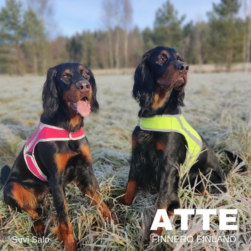 Atte Attention Vest - Reflexväst för hund (Rosa, Orange eller Gul) - 2