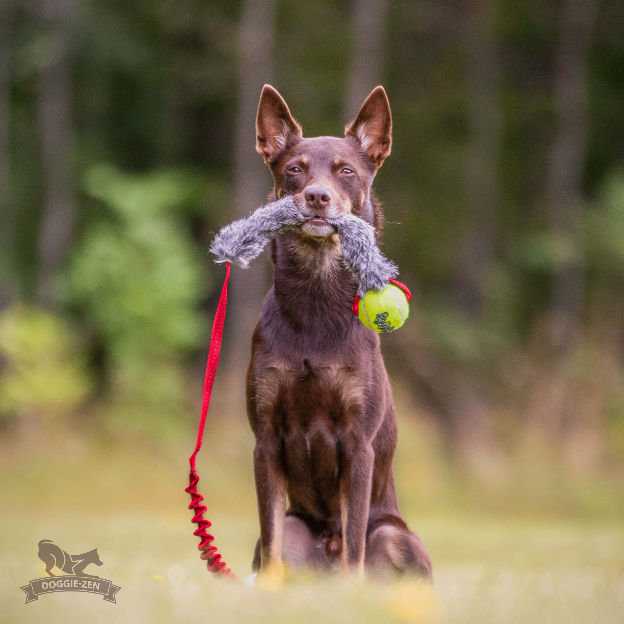 Bungee Rabbit Chaser Tug L with KONG Air Squeaker Ball - 6