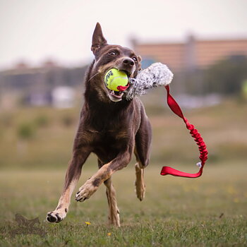 Bungee Rabbit Chaser Tug L with KONG Air Squeaker Ball