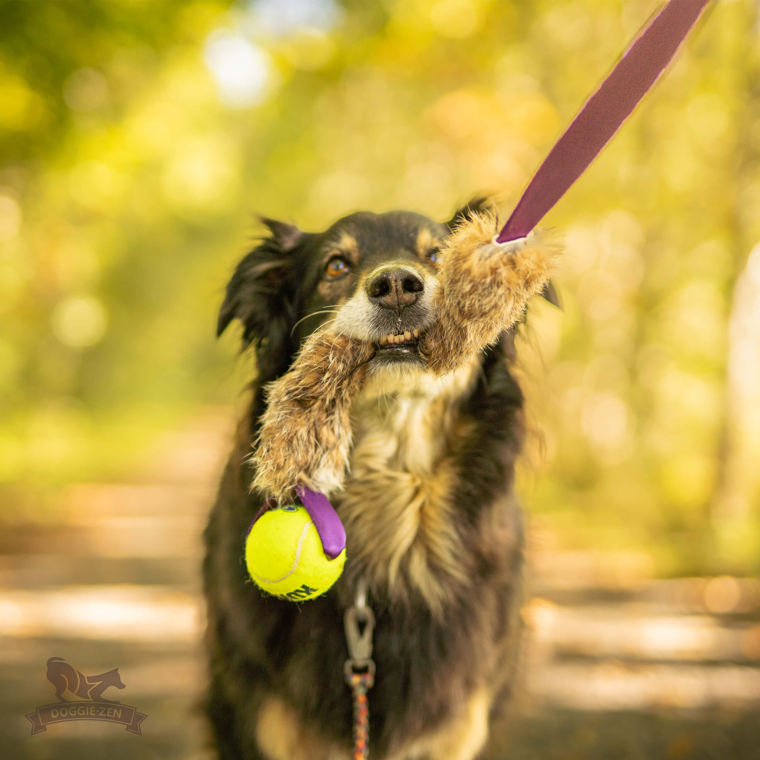 Bungee Rabbit Chaser Tug L with KONG Air Squeaker Ball - 4