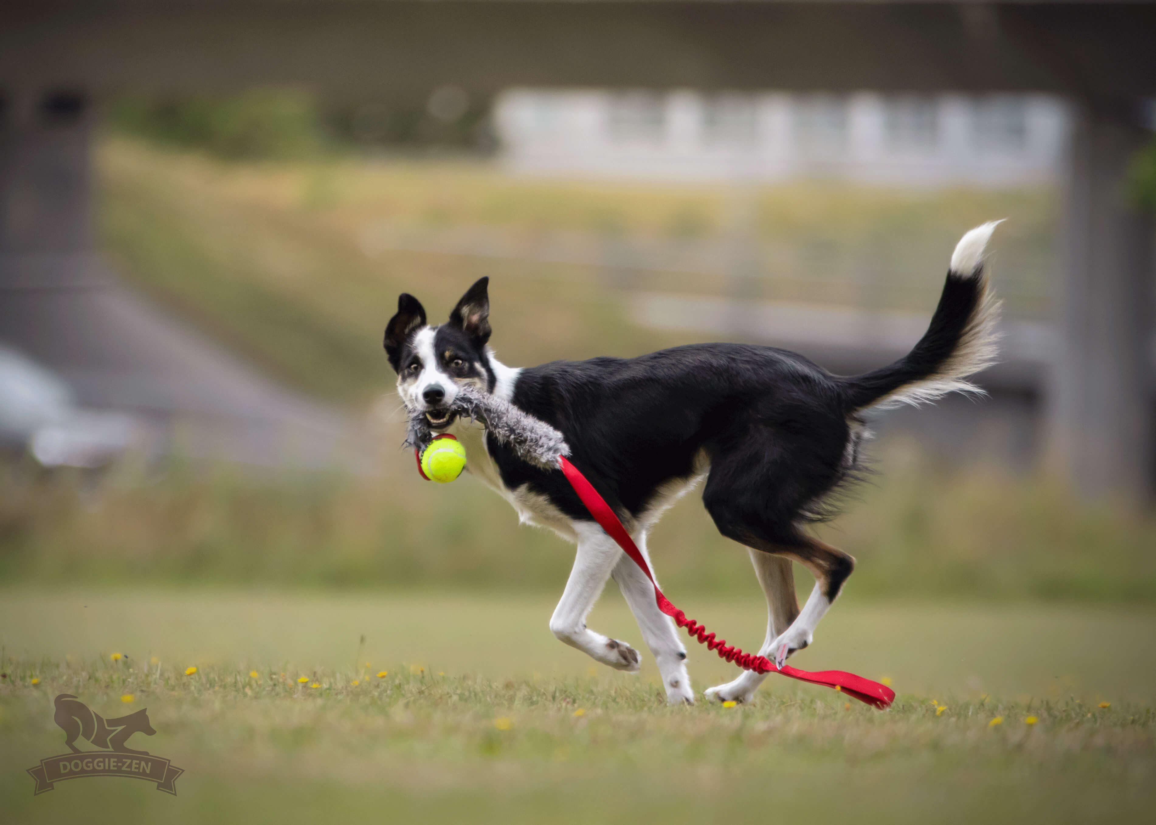 Bungee Rabbit Chaser Tug L with KONG Air Squeaker Ball - 5