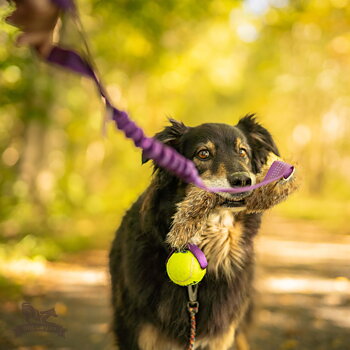 Bungee Rabbit Chaser Tug L with KONG Air Squeaker Ball