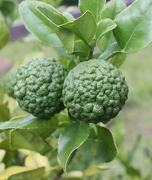 Thailändsk Kaffir Lime