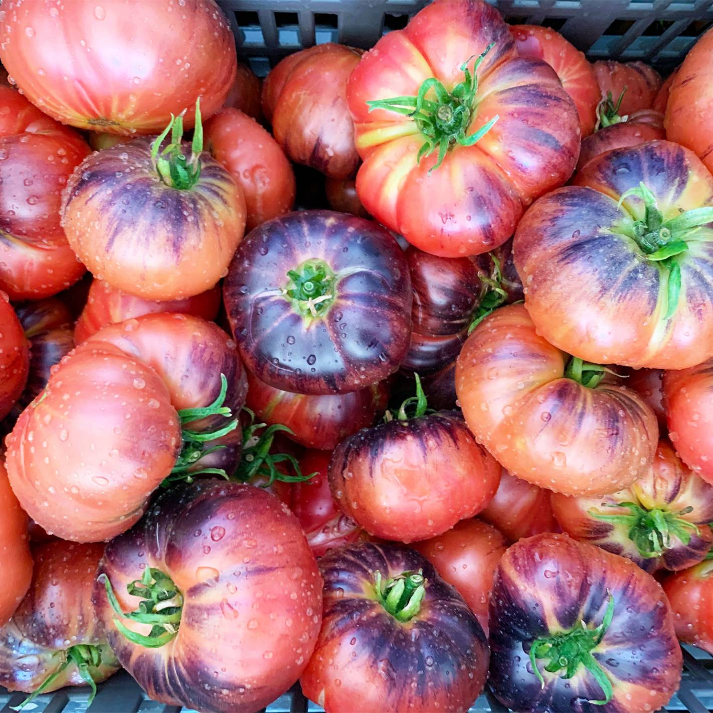 Indigo Blue Beauty Heirloom Tomatoes Information and Facts