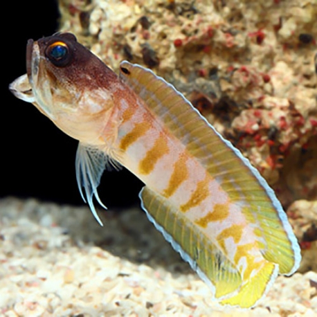 Opistognathus Randalli (reef safe)