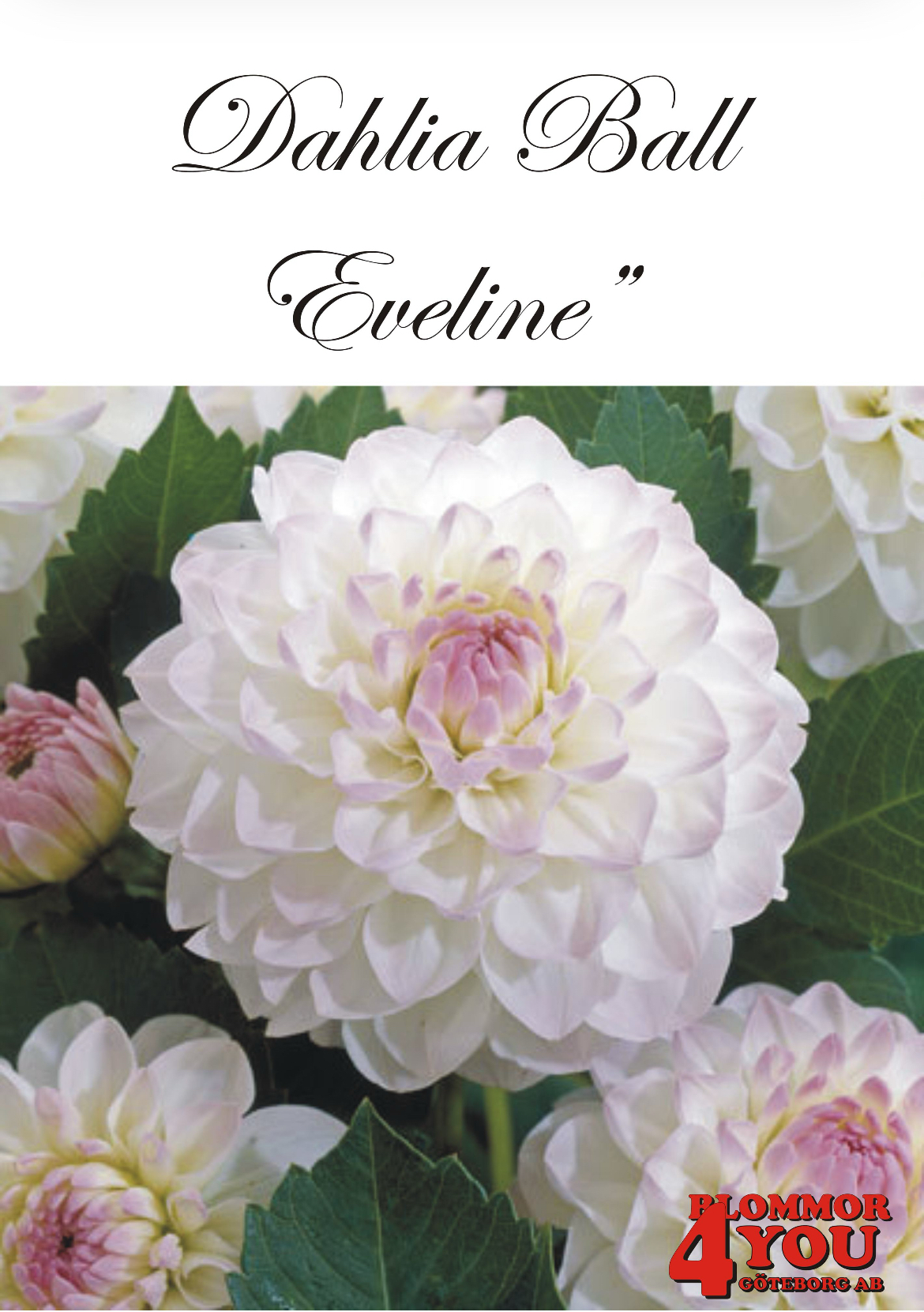 Dahlia     Eveline