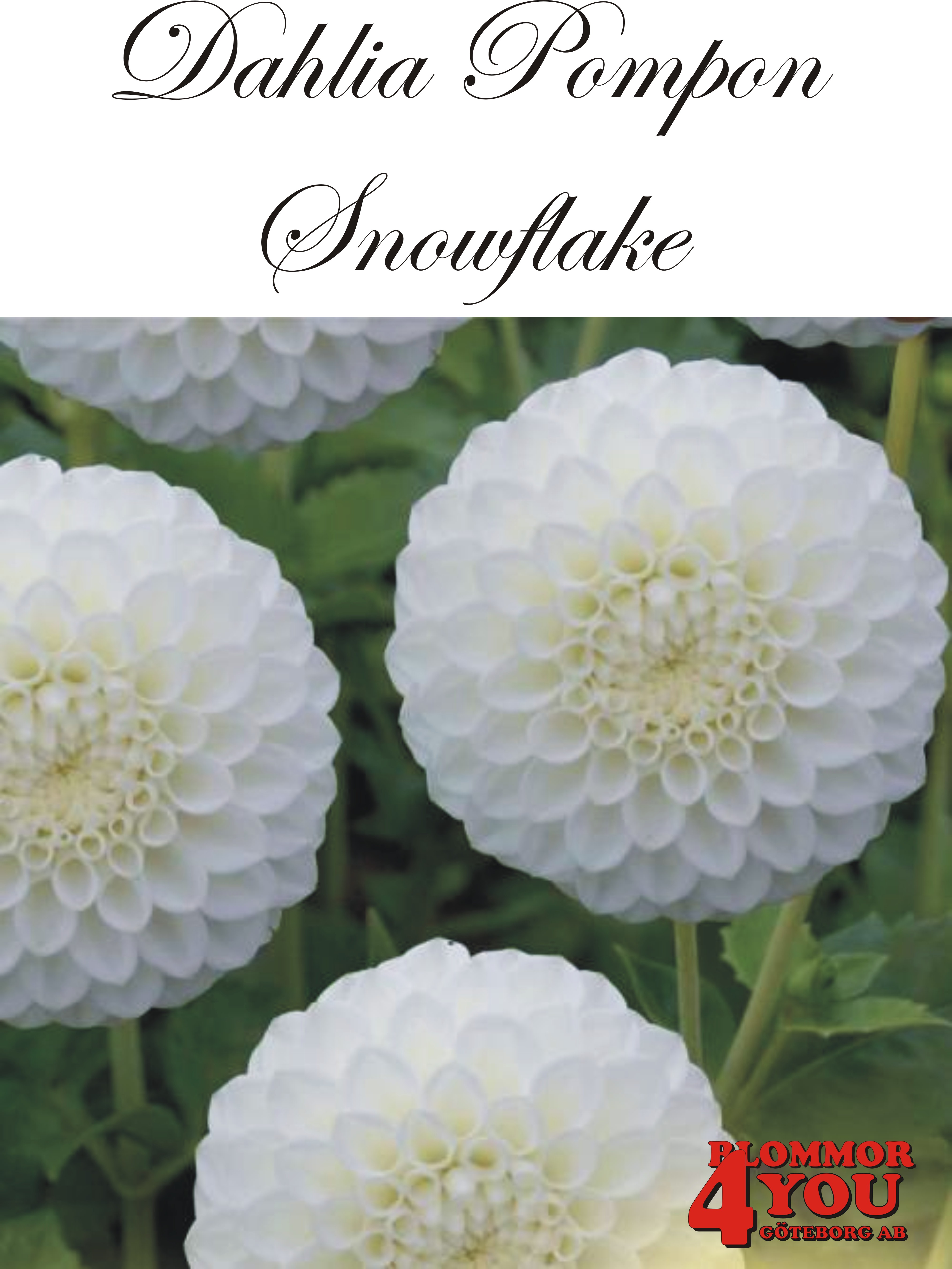 Dahlia Snowflake