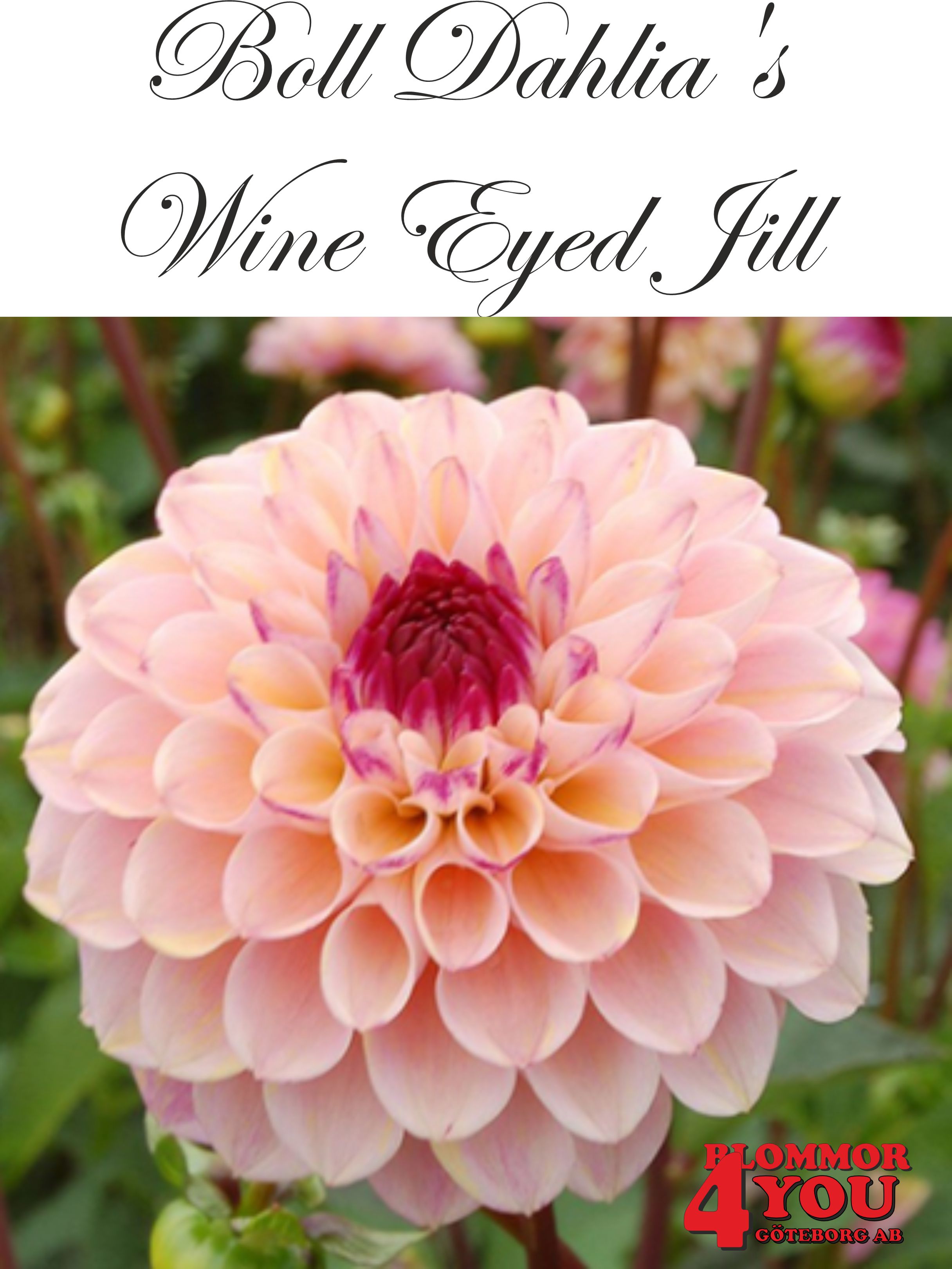 Dahlia Wine Eyed Jill