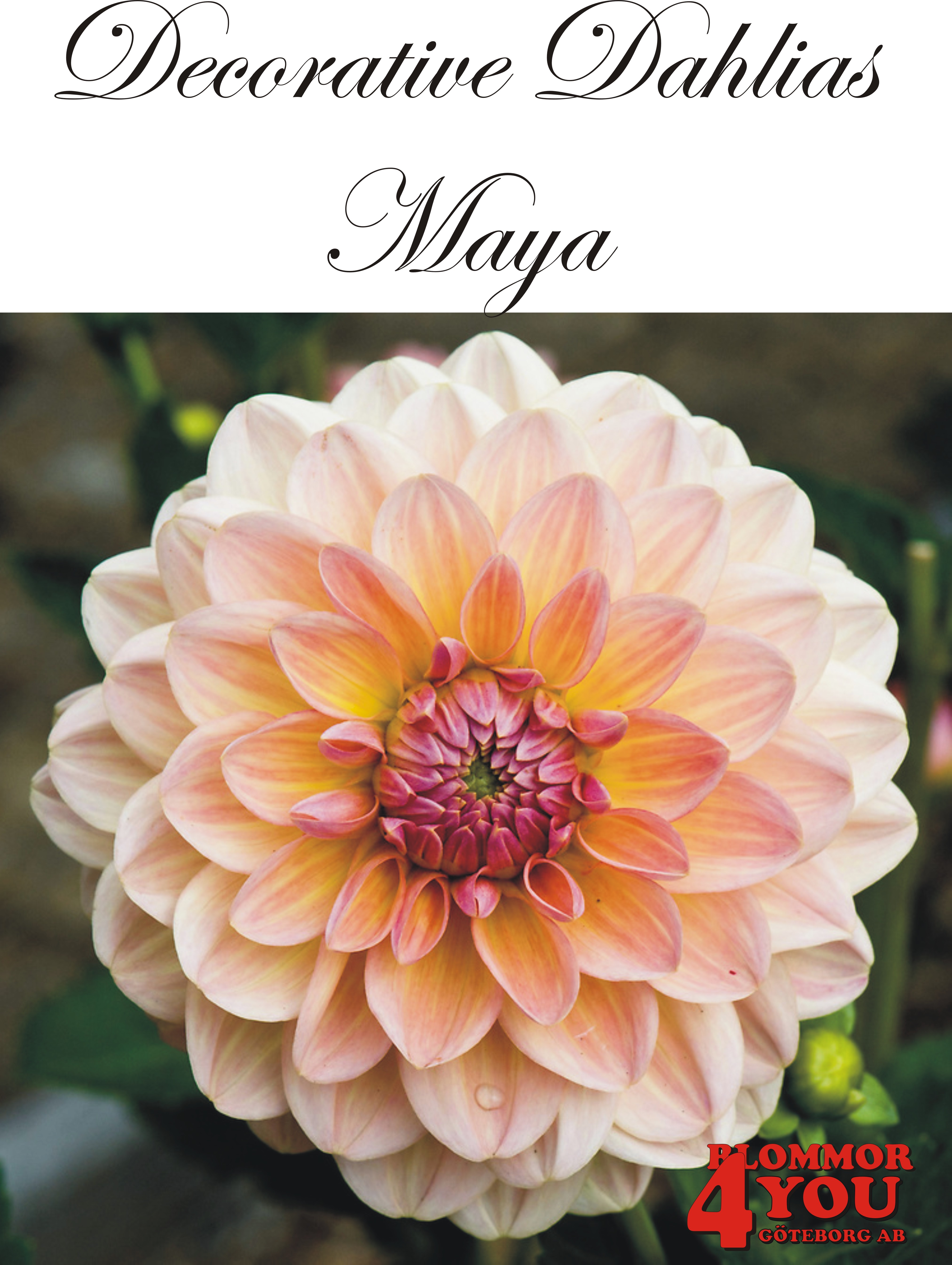 Dahlia Maya