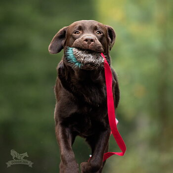 Beaver Squeaker Chaser L