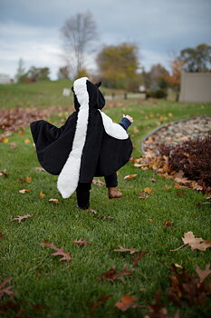 Cape Skunk baby