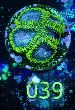 Favia spp Space Monkey