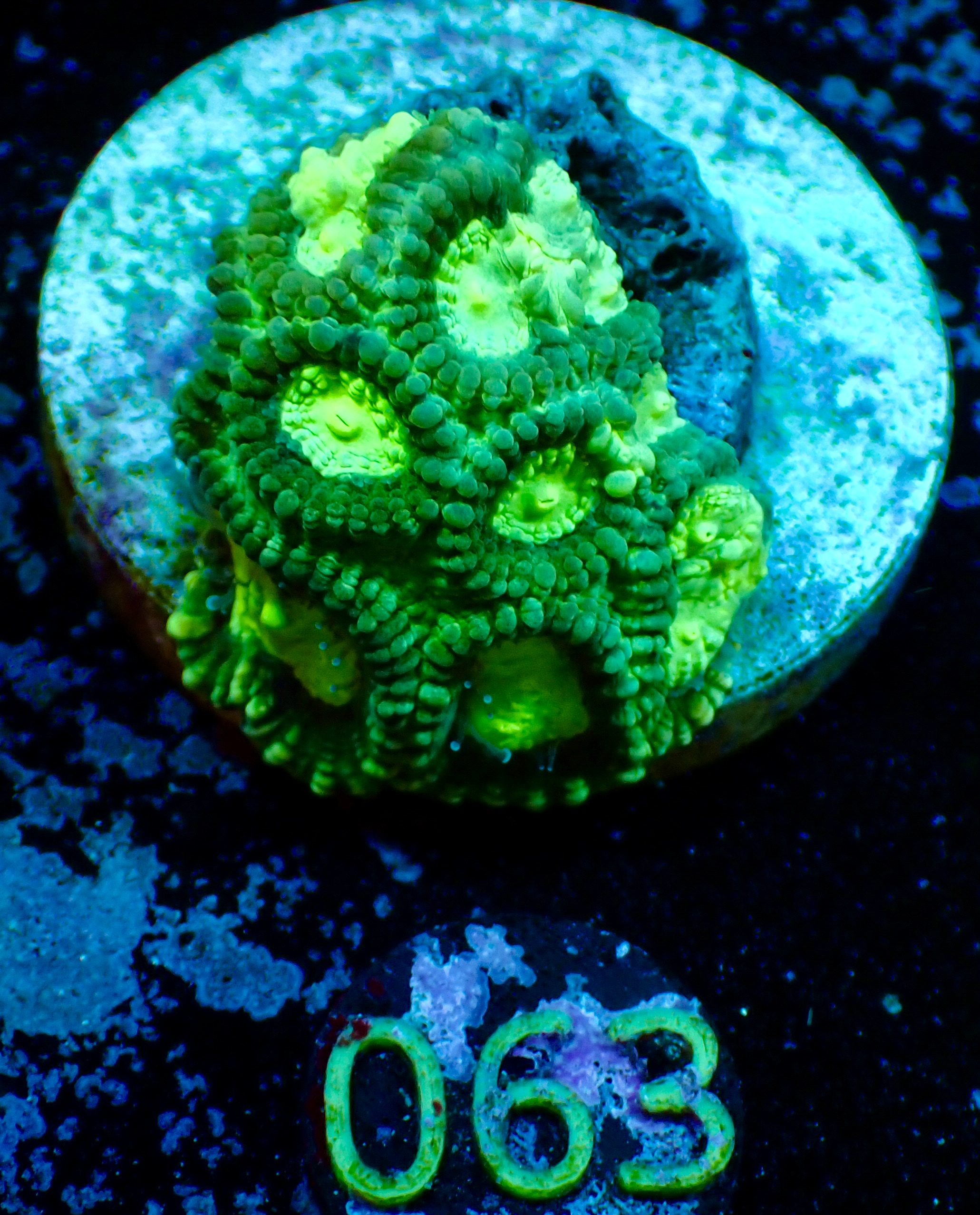 Favia spp ultra Green