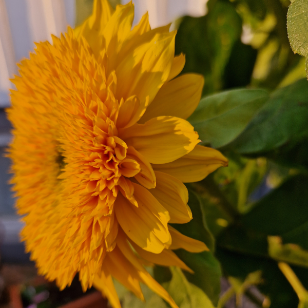 Solros - Tall Sungold