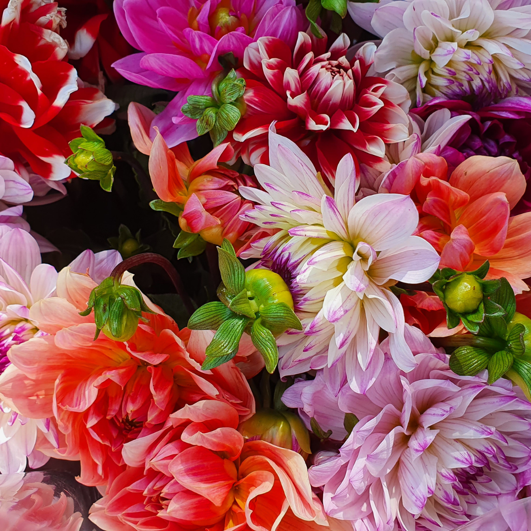 Dahlia - Decorative Giants