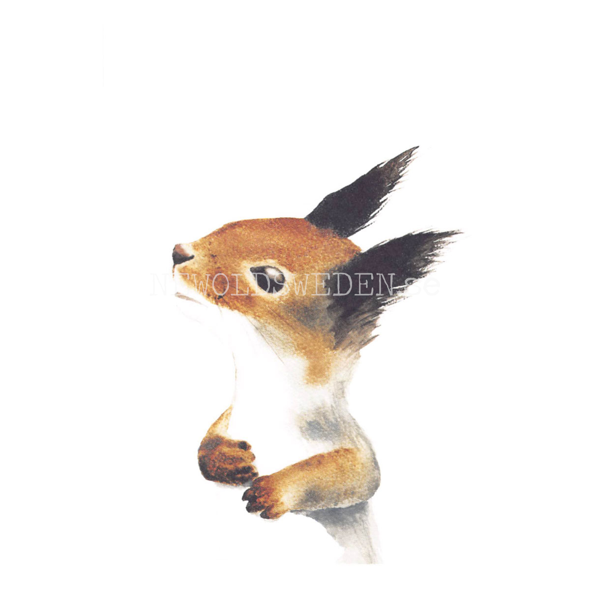 Squirrel - Henna Adel Postcard No: 6 - 340 - 3