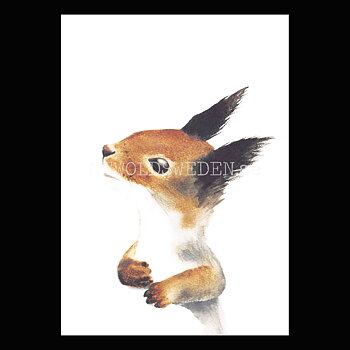 Squirrel - Henna Adel Postcard No: 6 - 340