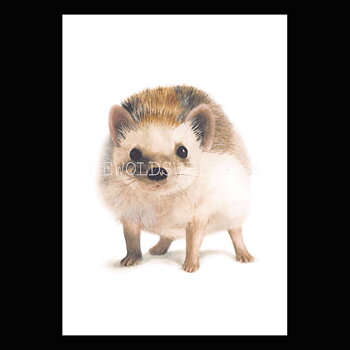 Hedgehog - Henna Adel Postcard No: 9 - 340