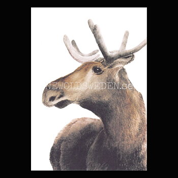 Moose - Henna Adel Postcard No: 10 - 340