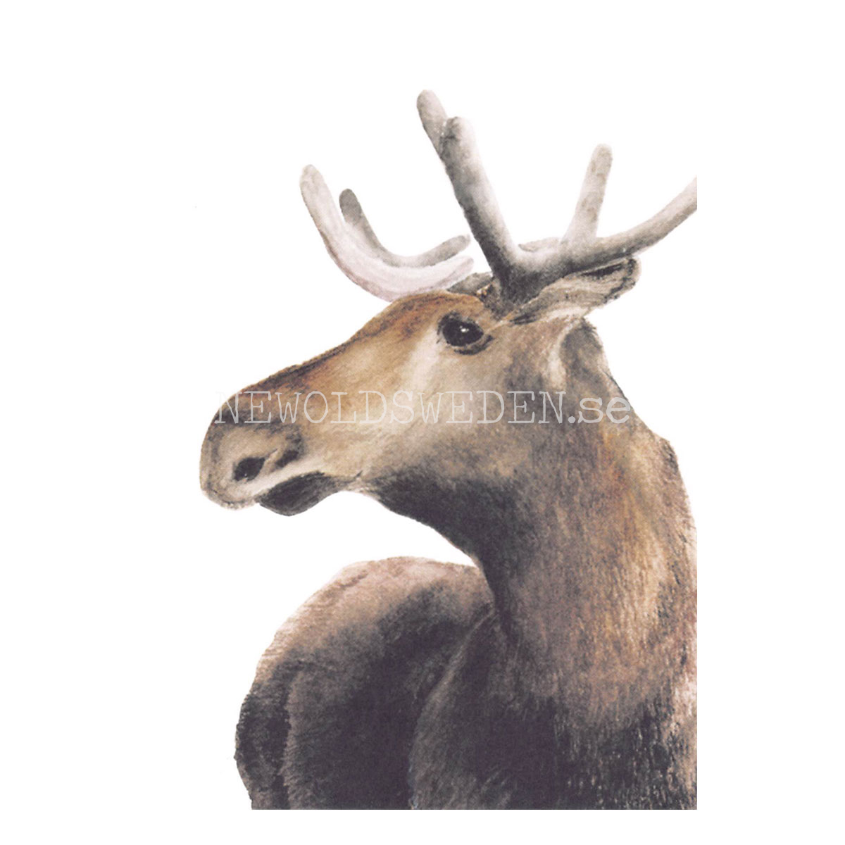 Moose - Henna Adel Postcard No: 10 - 340 - 3