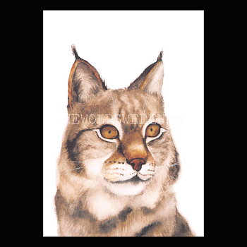 Lynx - Henna Adel Postcard No: 13 - 340