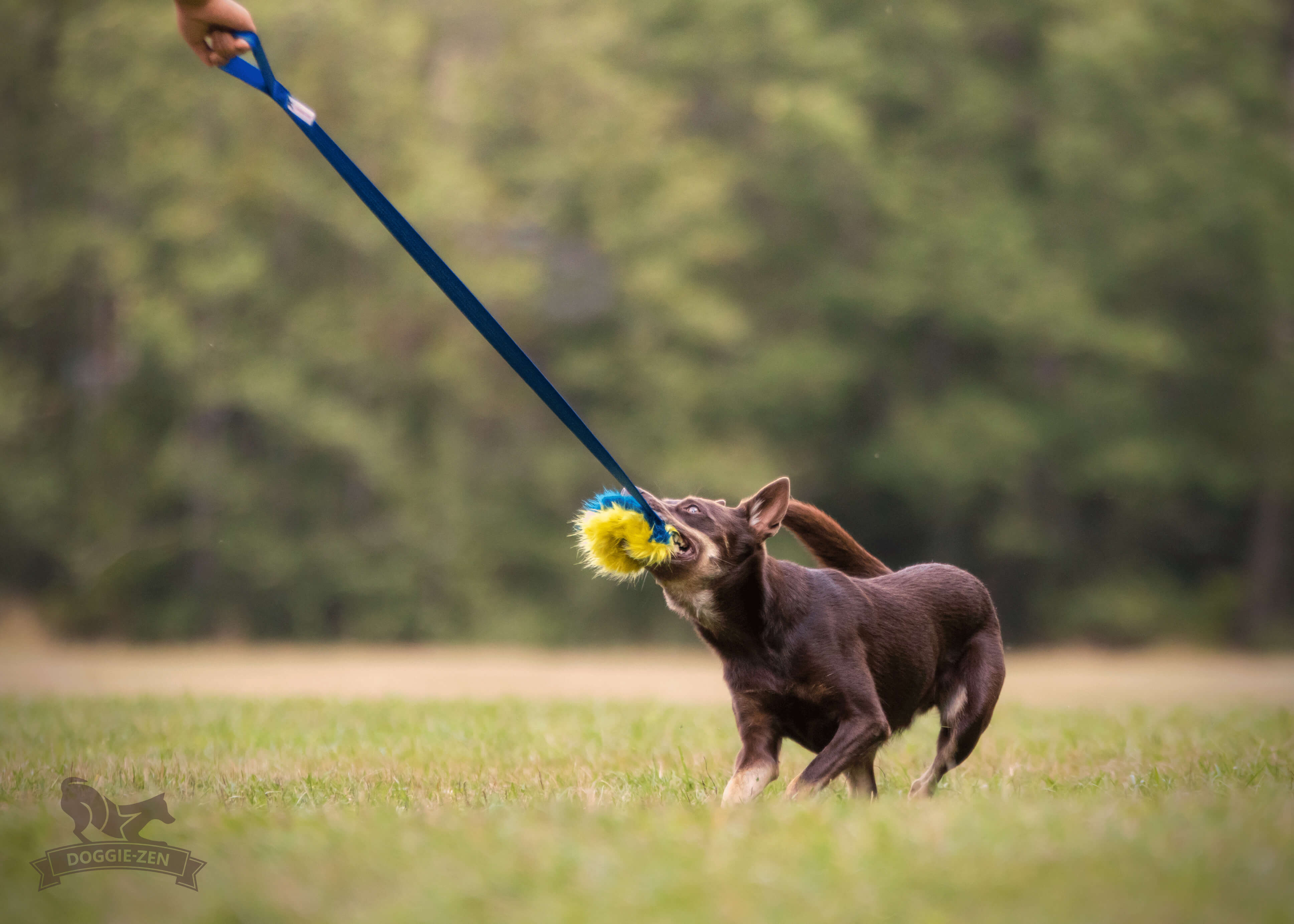 Fake Fur Squeaker Chaser L - 6