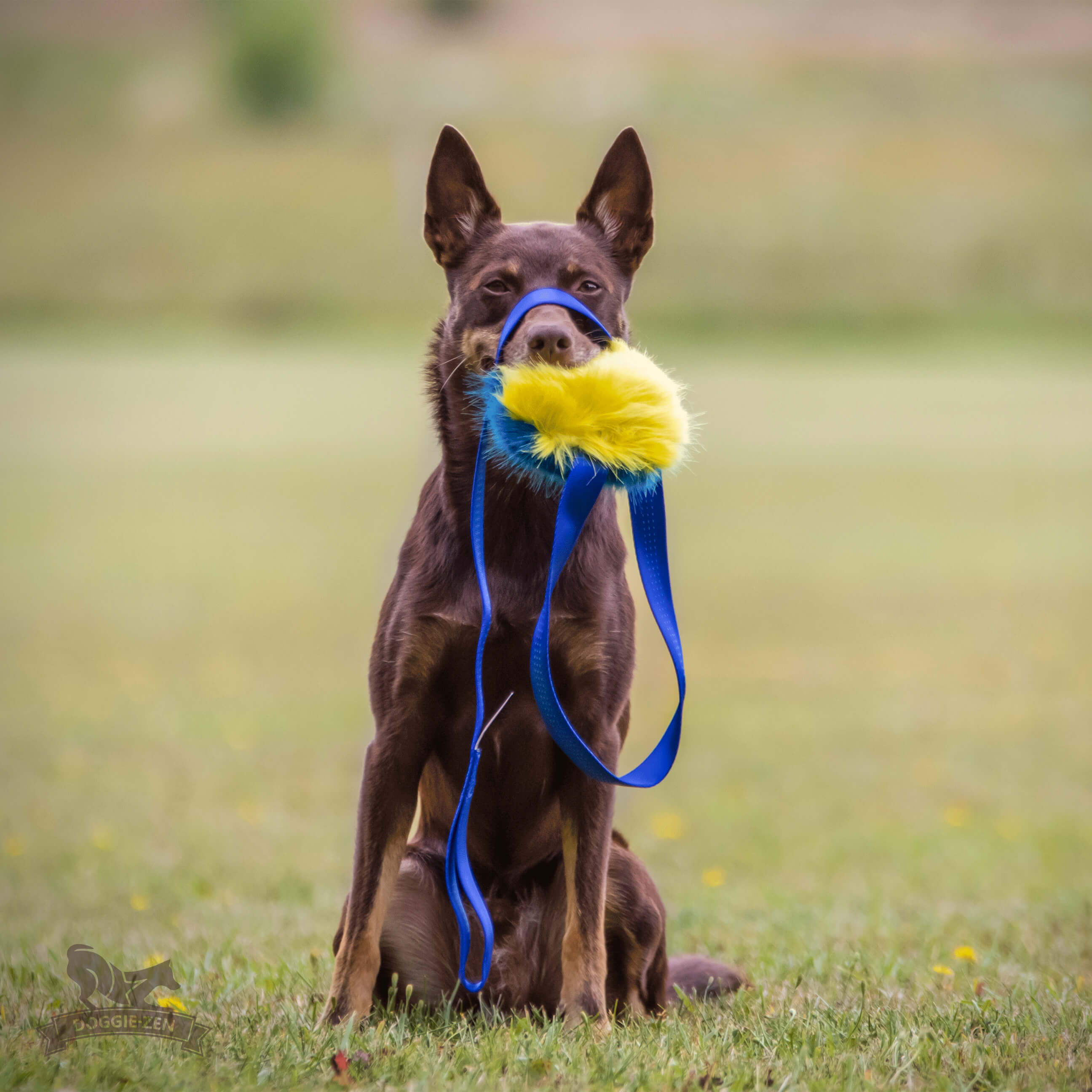 Fake Fur Squeaker Chaser L - 2