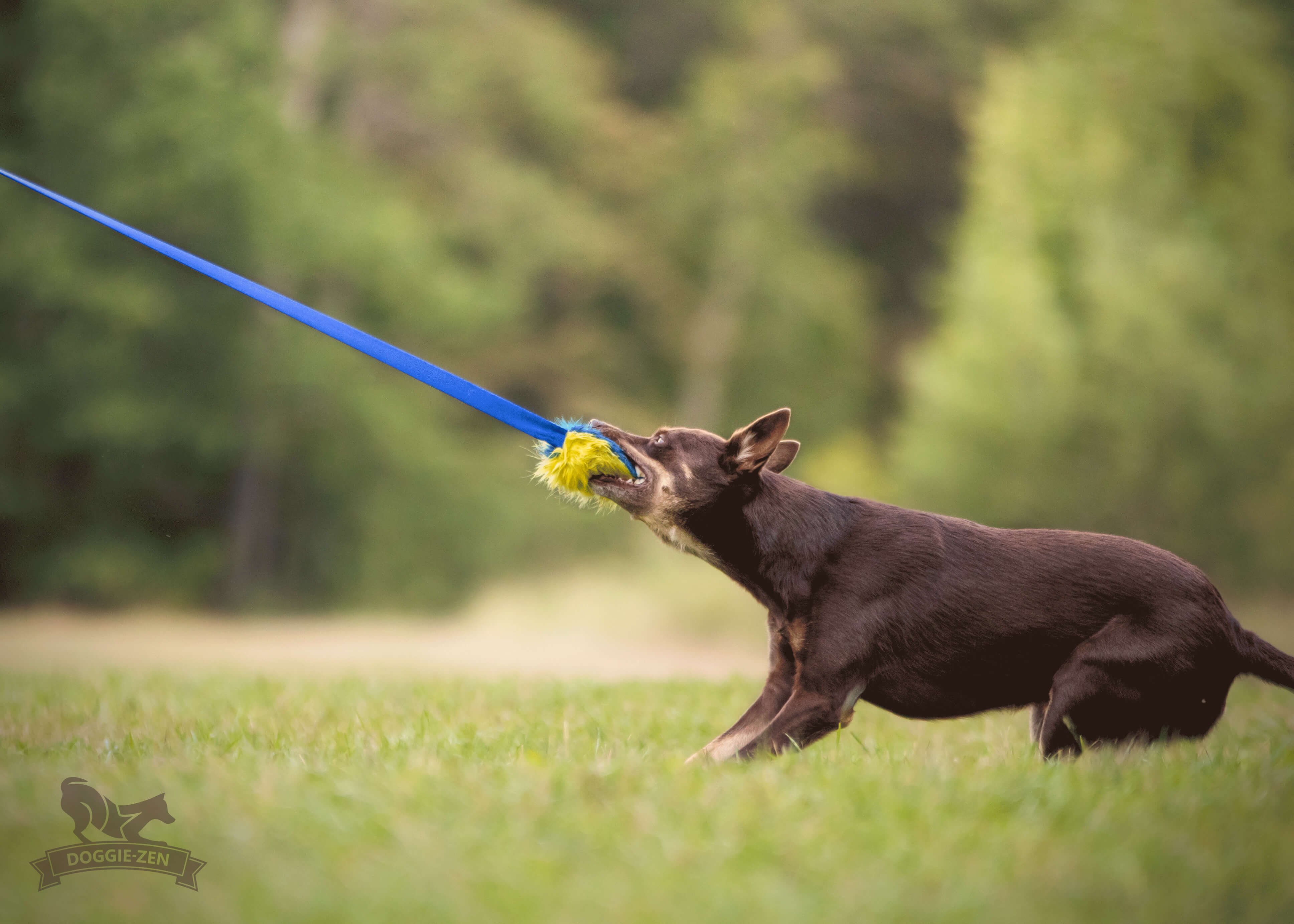 Fake Fur Squeaker Chaser L - 7