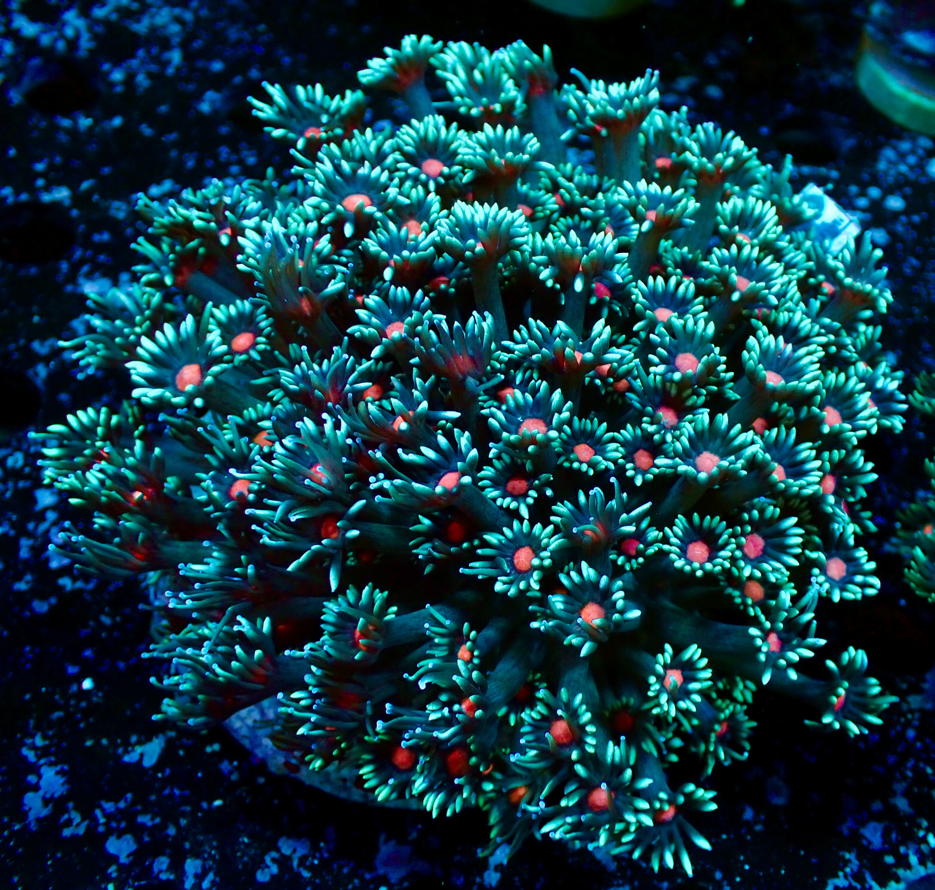 Goniopora sp.  Flower Pot bi-color 