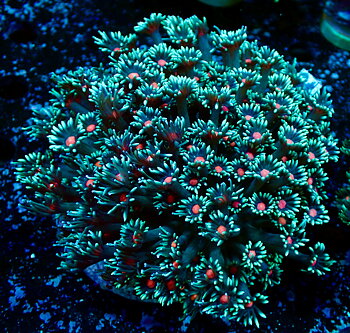 Goniopora sp.  Flower Pot bi-color 
