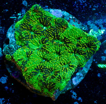 Acanthastrea Echinata War