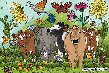 Vykort 10x15 cm Kvigflock