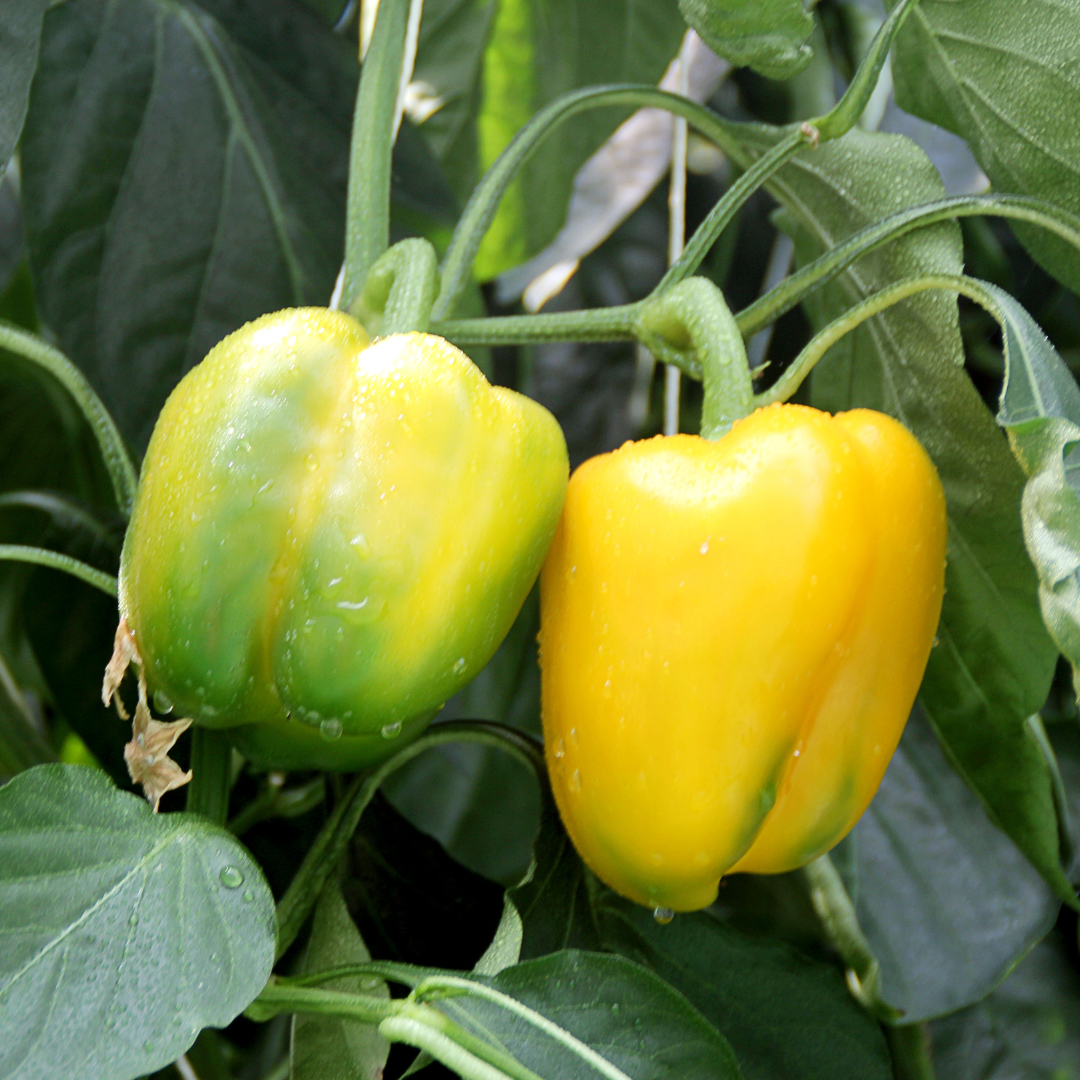 Paprika - Afrodita - 2