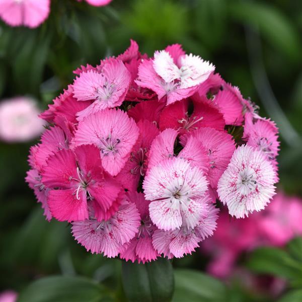 Borstnejlika Sweet Rose Magic 10 frö  