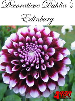 Dahlia Edinburg