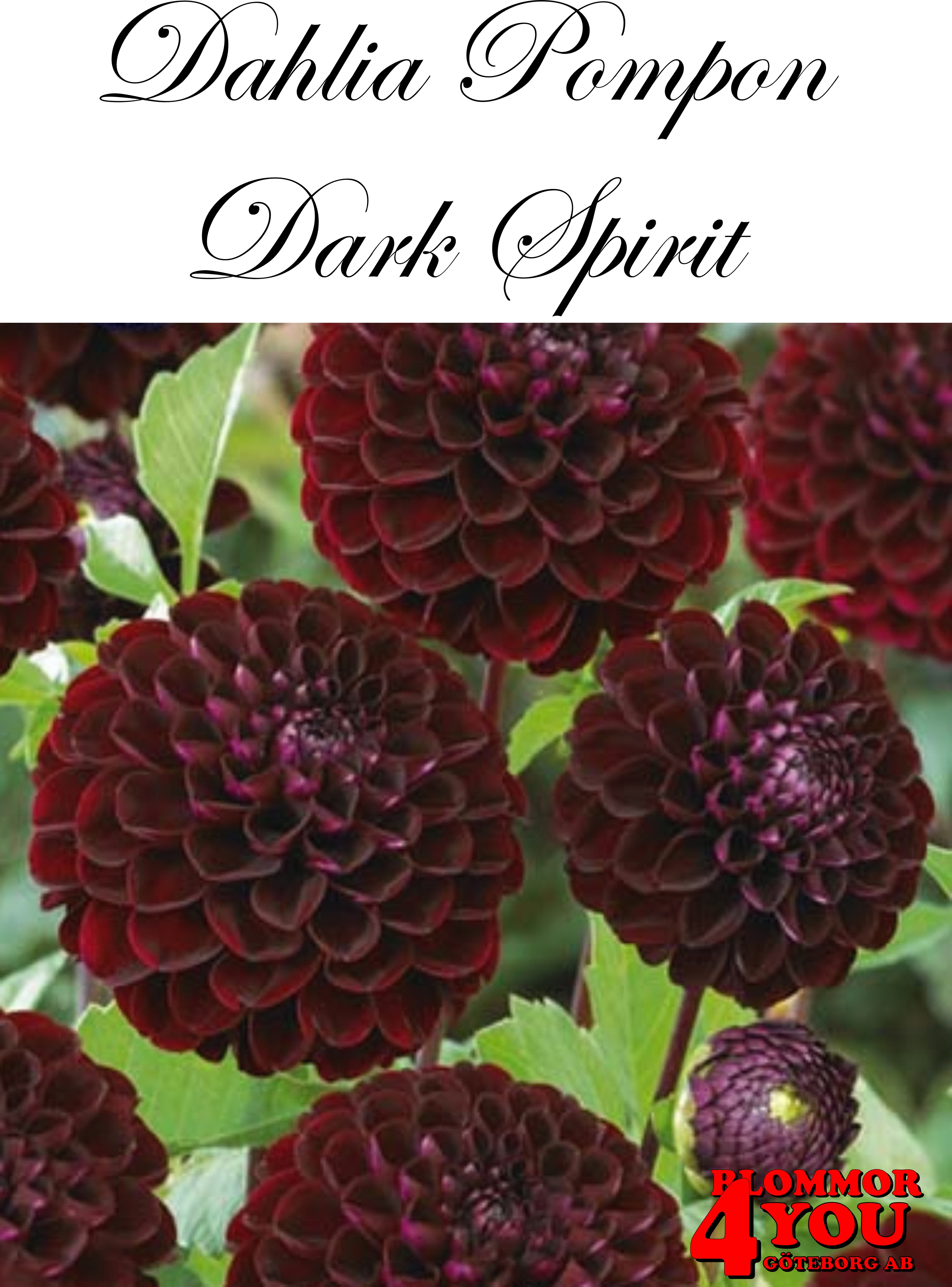 Dahlia Dark Spirit