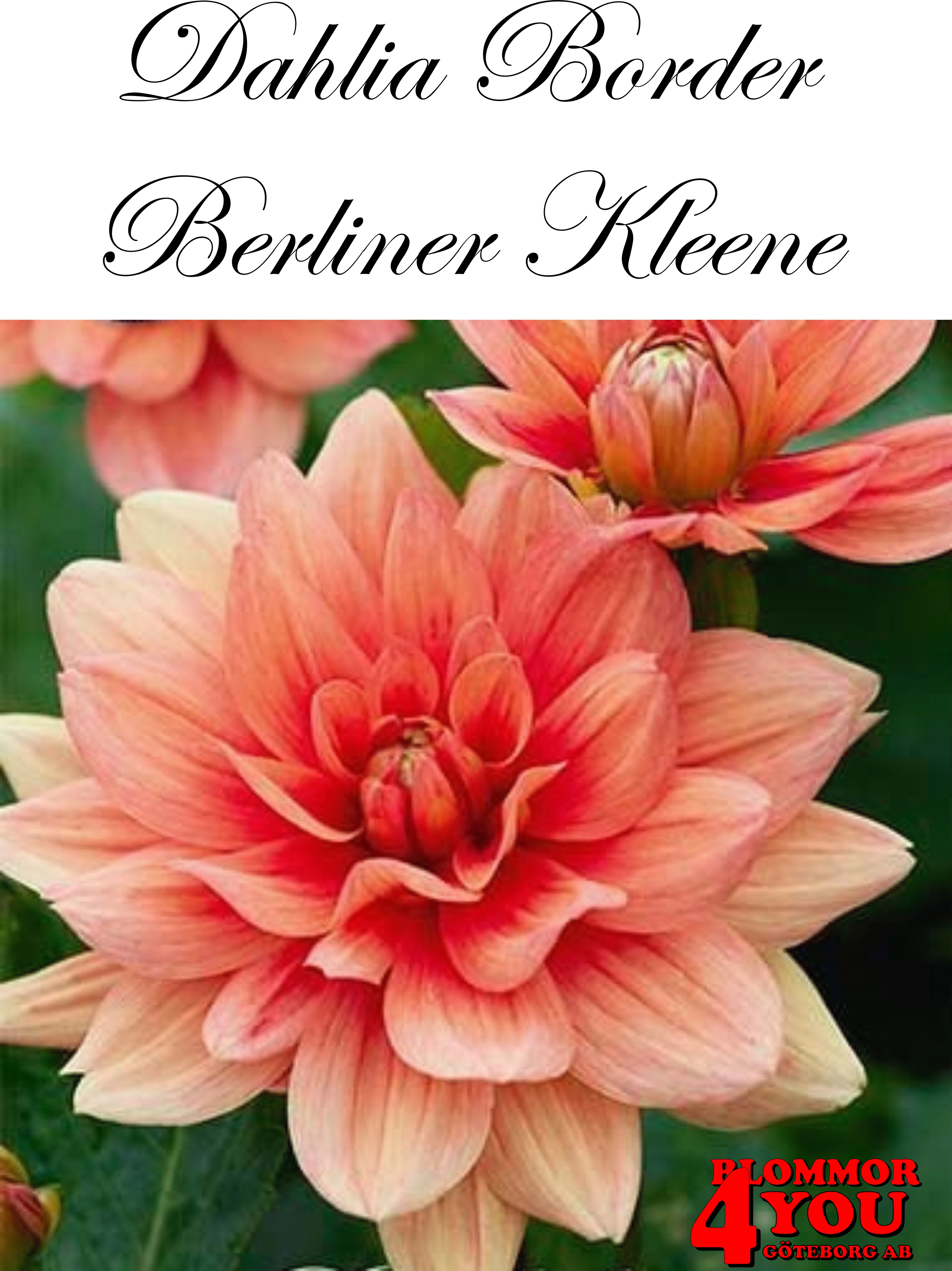 Dahlia Berliner Kleene