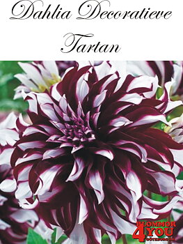 Dahlia Tartan