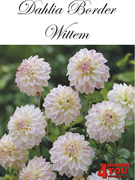 Dahlia Wittem