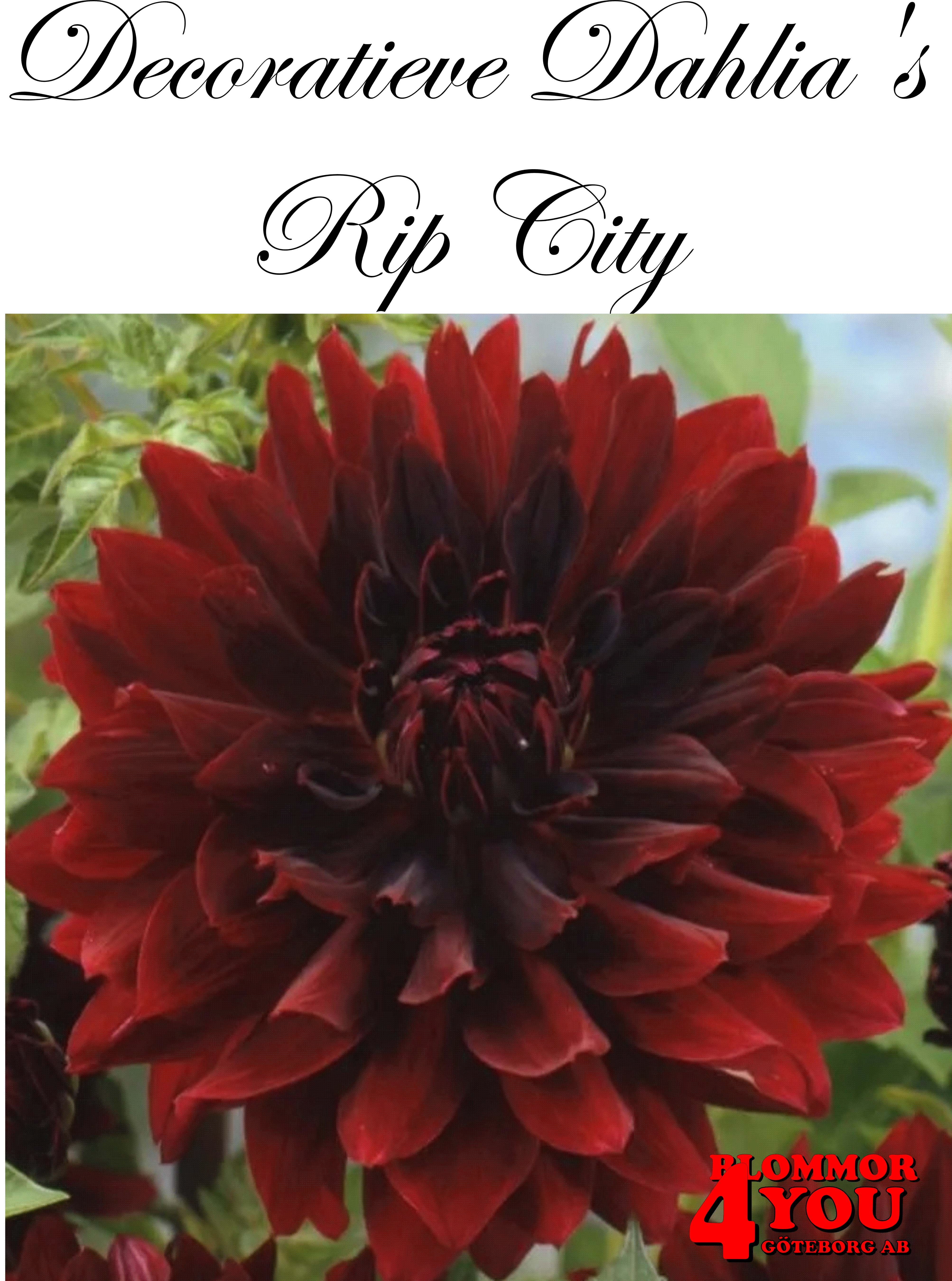 Dahlia Rip City