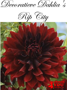 Dahlia Rip City