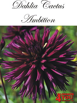 Dahlia Cactus   Ambition