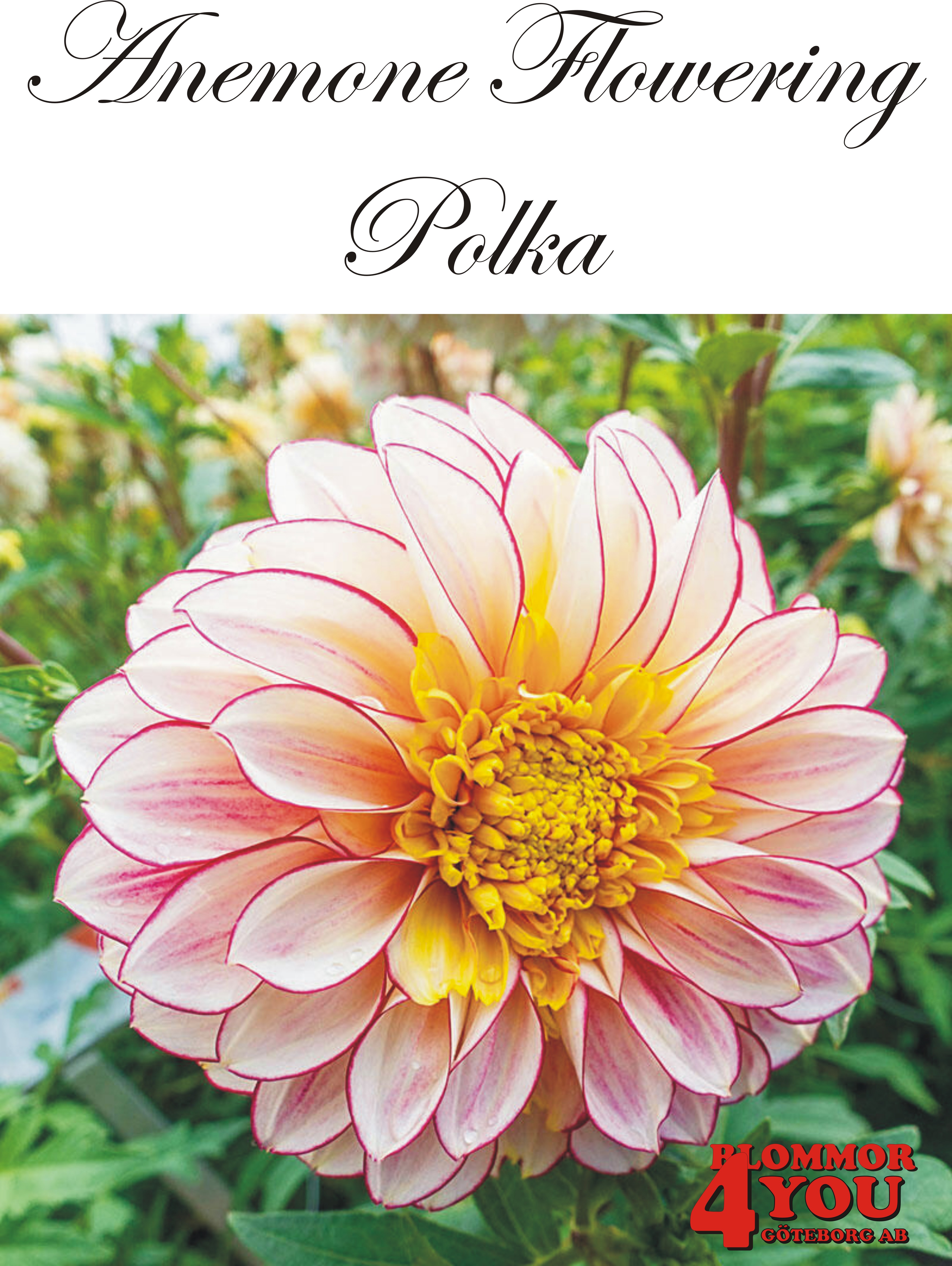 Dahlia     Polka